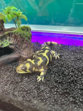 淡路ファームパーク イングランドの丘に投稿された画像（2022/9/4）