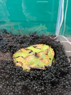 淡路ファームパーク イングランドの丘に投稿された画像（2022/9/4）