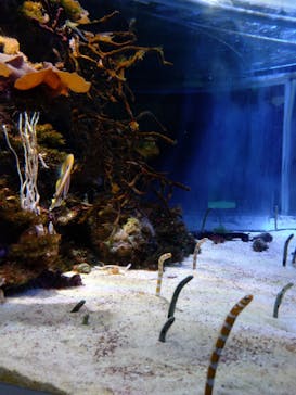 名古屋港水族館に投稿された画像（2022/9/4）