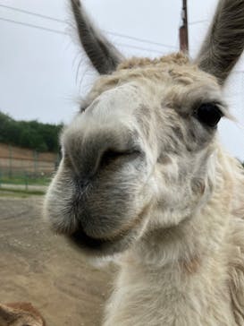 東北サファリパークに投稿された画像（2022/9/4）