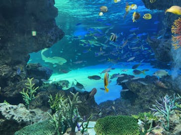 サンシャイン水族館に投稿された画像（2022/9/4）