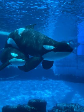 名古屋港水族館に投稿された画像（2022/9/4）