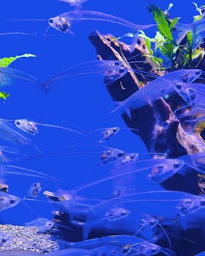 サンシャイン水族館に投稿された画像（2022/9/4）