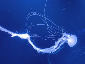 サンシャイン水族館に投稿された画像（2022/9/4）