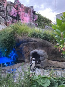 サンシャイン水族館に投稿された画像（2022/9/4）