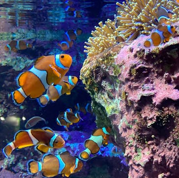 サンシャイン水族館に投稿された画像（2022/9/4）