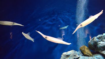 マリンワールド海の中道に投稿された画像（2022/9/4）