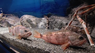 マリンワールド海の中道に投稿された画像（2022/9/4）