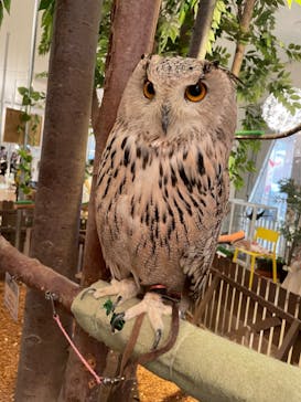 Moff animal cafe イオンモール幕張新都心店に投稿された画像（2022/9/4）