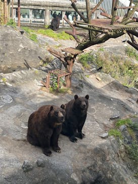のぼりべつクマ牧場に投稿された画像（2022/9/4）