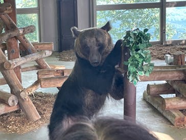 のぼりべつクマ牧場に投稿された画像（2022/9/4）