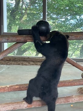 のぼりべつクマ牧場に投稿された画像（2022/9/4）