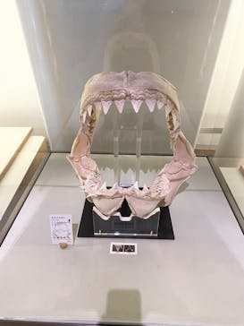 アクアワールド茨城県大洗水族館に投稿された画像（2022/9/4）