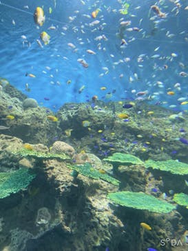 アクアワールド茨城県大洗水族館に投稿された画像（2022/9/4）