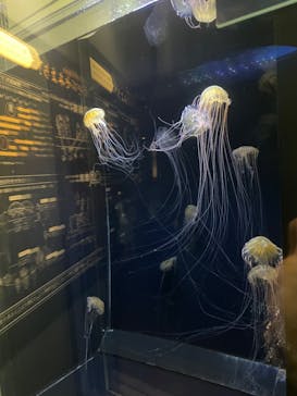 アクアワールド茨城県大洗水族館に投稿された画像（2022/9/4）