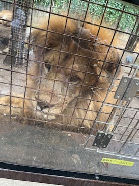 群馬サファリパークに投稿された画像（2022/9/5）