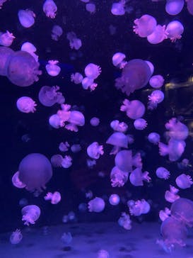 京都水族館に投稿された画像（2022/9/5）