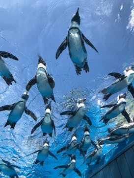 サンシャイン水族館に投稿された画像（2022/9/5）