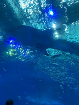 沖縄美ら海水族館に投稿された画像（2022/9/5）