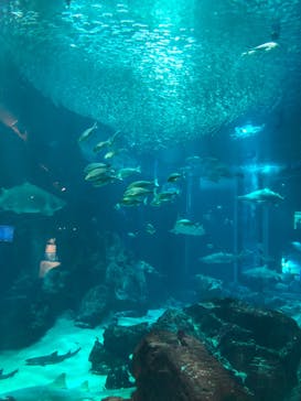 マリンワールド海の中道に投稿された画像（2022/9/5）