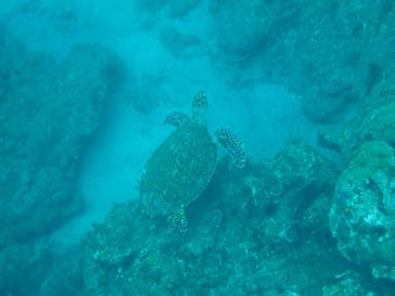 屋久島ガイドクラブに投稿された画像（2022/9/5）