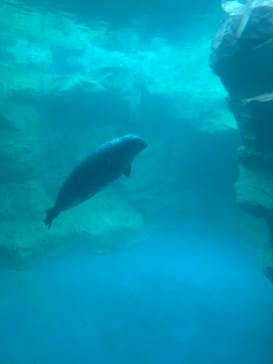 大分マリーンパレス水族館 「うみたまご」に投稿された画像（2022/9/5）