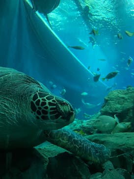 大分マリーンパレス水族館 「うみたまご」に投稿された画像（2022/9/5）