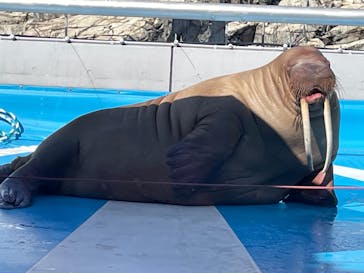 大分マリーンパレス水族館 「うみたまご」に投稿された画像（2022/9/5）