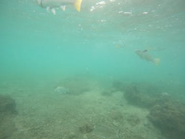 沖縄マリンサービス碧に投稿された画像（2022/9/6）