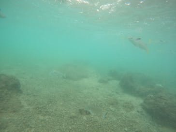 沖縄マリンサービス碧に投稿された画像（2022/9/6）