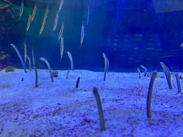 名古屋港水族館に投稿された画像（2022/9/6）