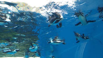 サンシャイン水族館に投稿された画像（2022/9/6）