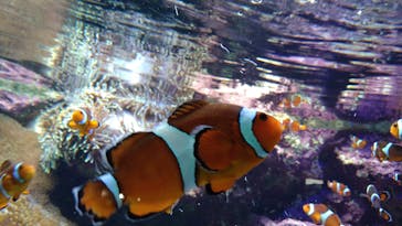 サンシャイン水族館に投稿された画像（2022/9/6）