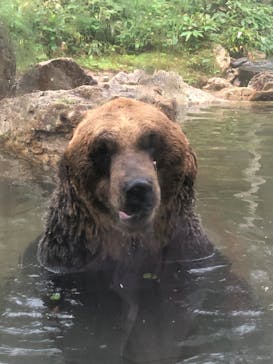 サホロリゾート　ベア･マウンテンに投稿された画像（2022/9/6）