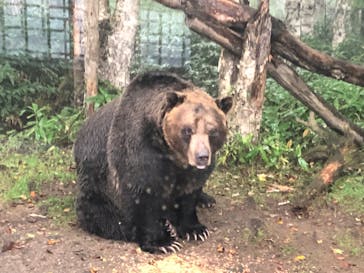 サホロリゾート　ベア･マウンテンに投稿された画像（2022/9/6）