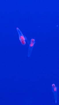 登別マリンパークニクスに投稿された画像（2022/9/7）