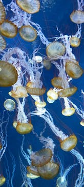 新江ノ島水族館に投稿された画像（2022/9/7）