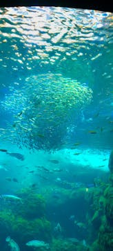 新江ノ島水族館に投稿された画像（2022/9/7）