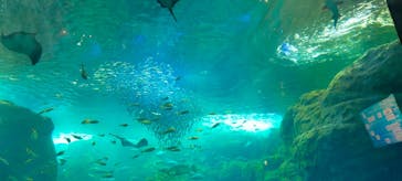 新江ノ島水族館に投稿された画像（2022/9/7）