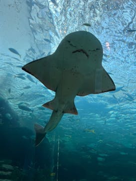 名古屋港水族館に投稿された画像（2022/9/8）