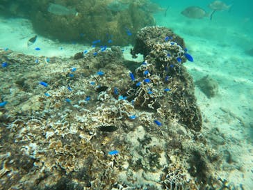 沖縄マリンサービス碧に投稿された画像（2022/9/8）