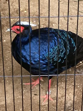 天王寺動物園に投稿された画像（2022/9/8）