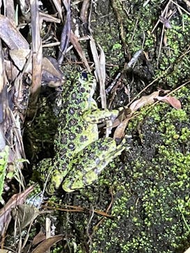 奄美ナイトガイドサービスに投稿された画像（2022/9/8）