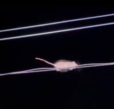 奄美ナイトガイドサービスに投稿された画像（2022/9/8）