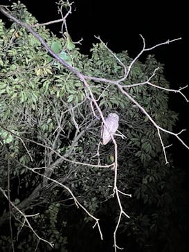 奄美ナイトガイドサービスに投稿された画像（2022/9/8）