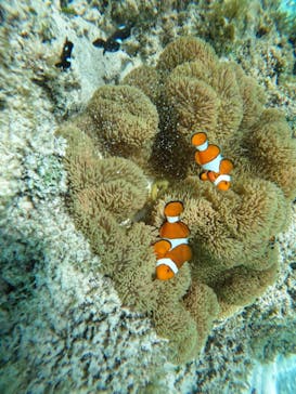 宮古島 ADVENTURE PiPi（ミヤコジマ アドベンチャー ピピ）に投稿された画像（2022/9/8）