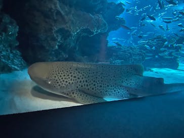 サンシャイン水族館に投稿された画像（2022/9/8）