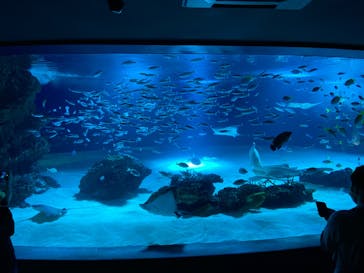 サンシャイン水族館に投稿された画像（2022/9/8）