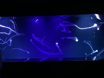 サンシャイン水族館に投稿された画像（2022/9/8）