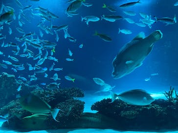 サンシャイン水族館に投稿された画像（2022/9/8）